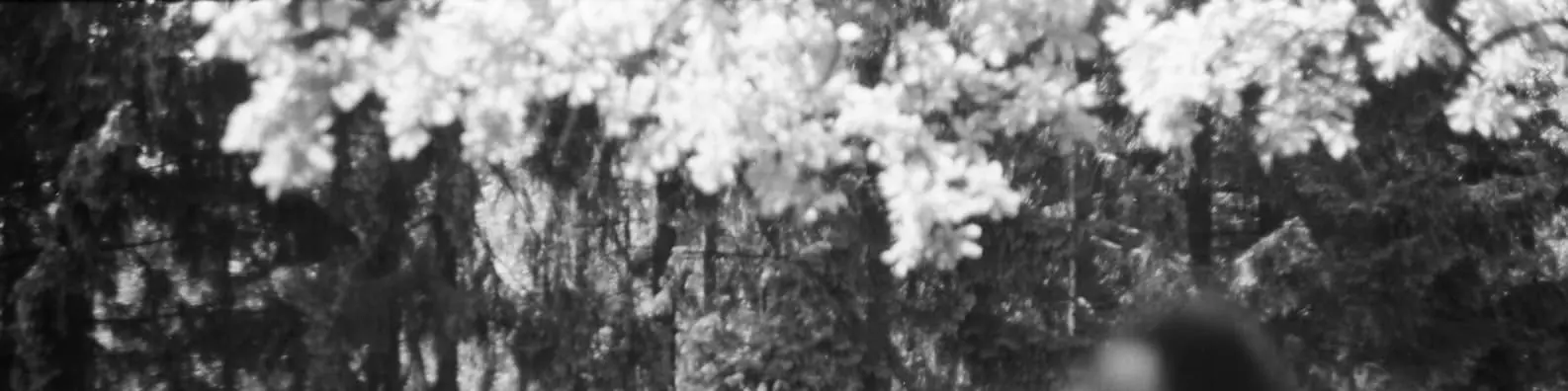 Black & White Flower Silhouettes