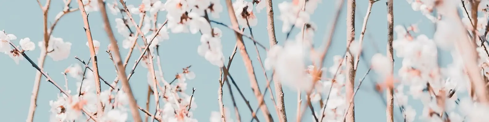 Delicate Branches with Tiny Flowers