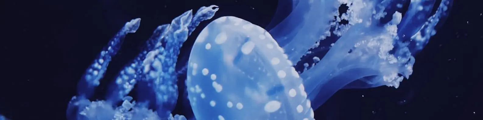 Jellyfish in Dark Waters