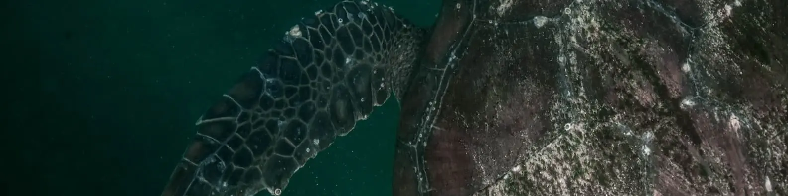 Testing the Strength of This Tortoise Shell