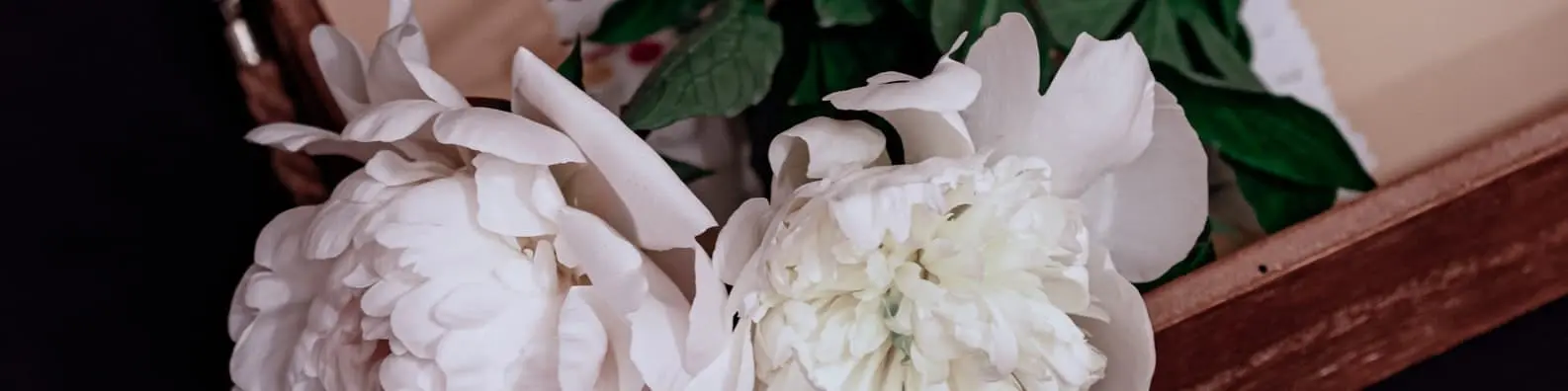 White-Flowers-Symbolize-Purity